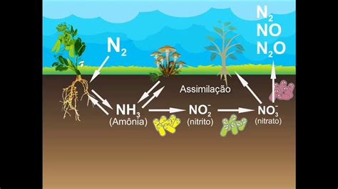 qual é a relação entre as plantas leguminosas e o gás nitrogênio